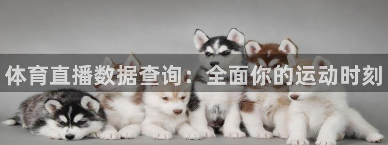 飞速nba直播吧：体育直播数据查询：全面你的运动时刻